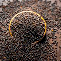 Mustard Seeds