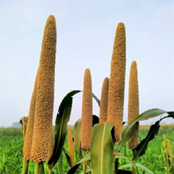 Millets